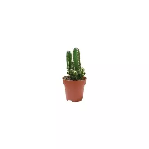 Cereus Floridiano en Maceta De Tamaño 13cm