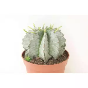 EUPHORBIA HORRIDA ALBA EN MACETA DE 13 CM