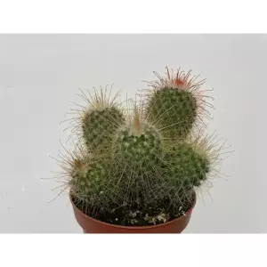 Mammillaria Magnifica en Maceta de 13 cm