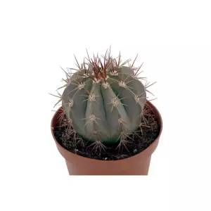 Melocactus Matanzanus En Maceta De 13 Cm