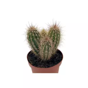 Pachycereus Pringlei en Maceta de 13 cm