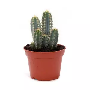 Pilosocereus Azureocereus En Maceta De 13cm