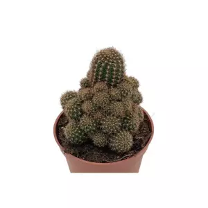 Rebutia Nigrispina En Maceta De 13 Cm