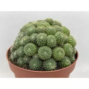 REBUTIA PERPLEXA EN MACETA DE 13 CM