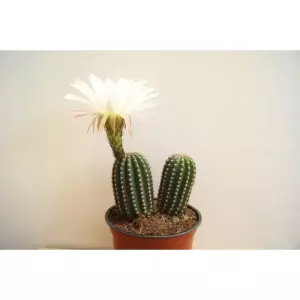 Trichocereus Grandiflorus en Maceta de 13 cm