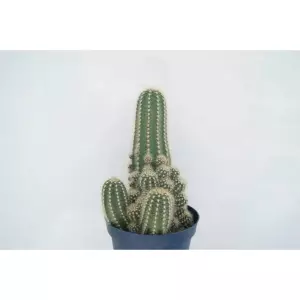TRICHOCEREUS HUASCHA EN MACETA DE 13 CM