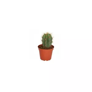 Trichocereus Pasacana En Maceta De 13CM