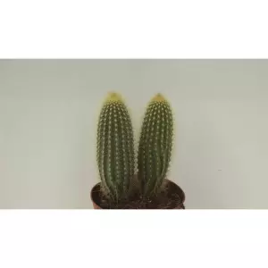VATRICANIA GUENTHERII EN MACETA DE 13 CM