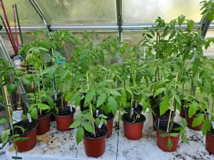 Plantas de Tomates Cherokee