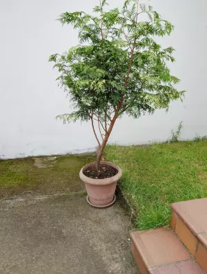 Se venden res pinos