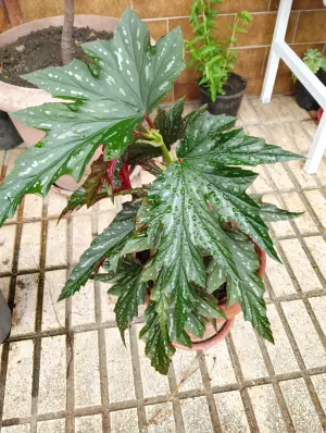 Se venden plantas de interior y exterior