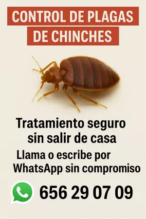 PLAGAS DE CHINCHES MADRID