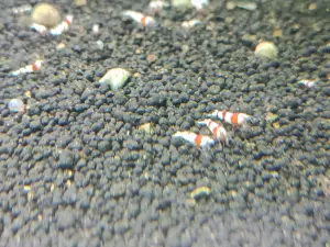 Gambas neocaridinas y caridinas