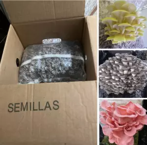 Cultiva setas en casa.