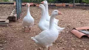 Ovos fértiles de OCAS AMPURDANESAS delta del Ebro