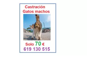 Castración gato macho solo 70 euros