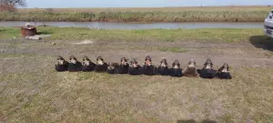 CAZA MAYOR EN ARGENTINA