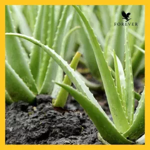 Gel de baño de aloe vera con aceite de argán: Body Wash