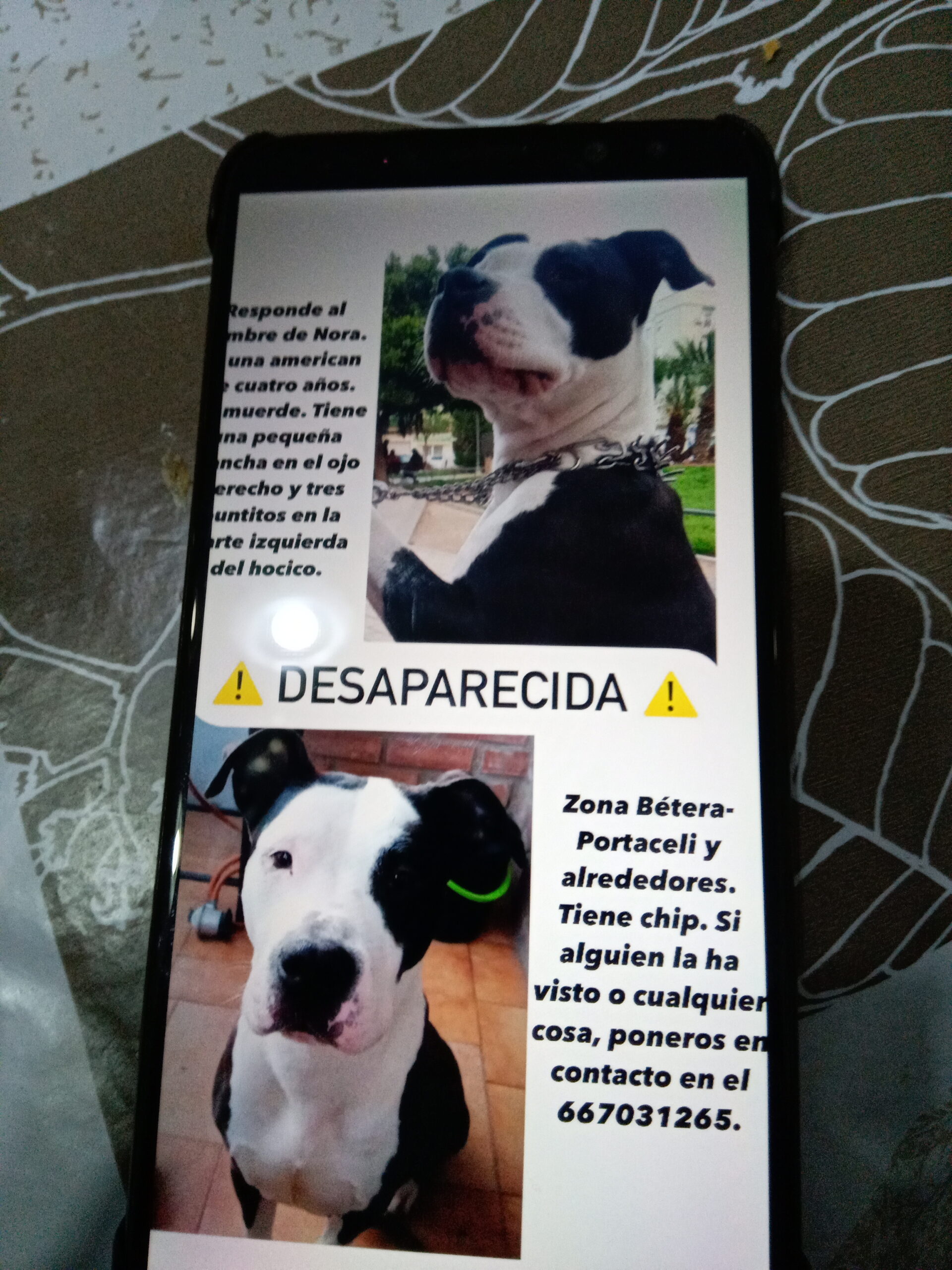 Pérdida perra en Bétera