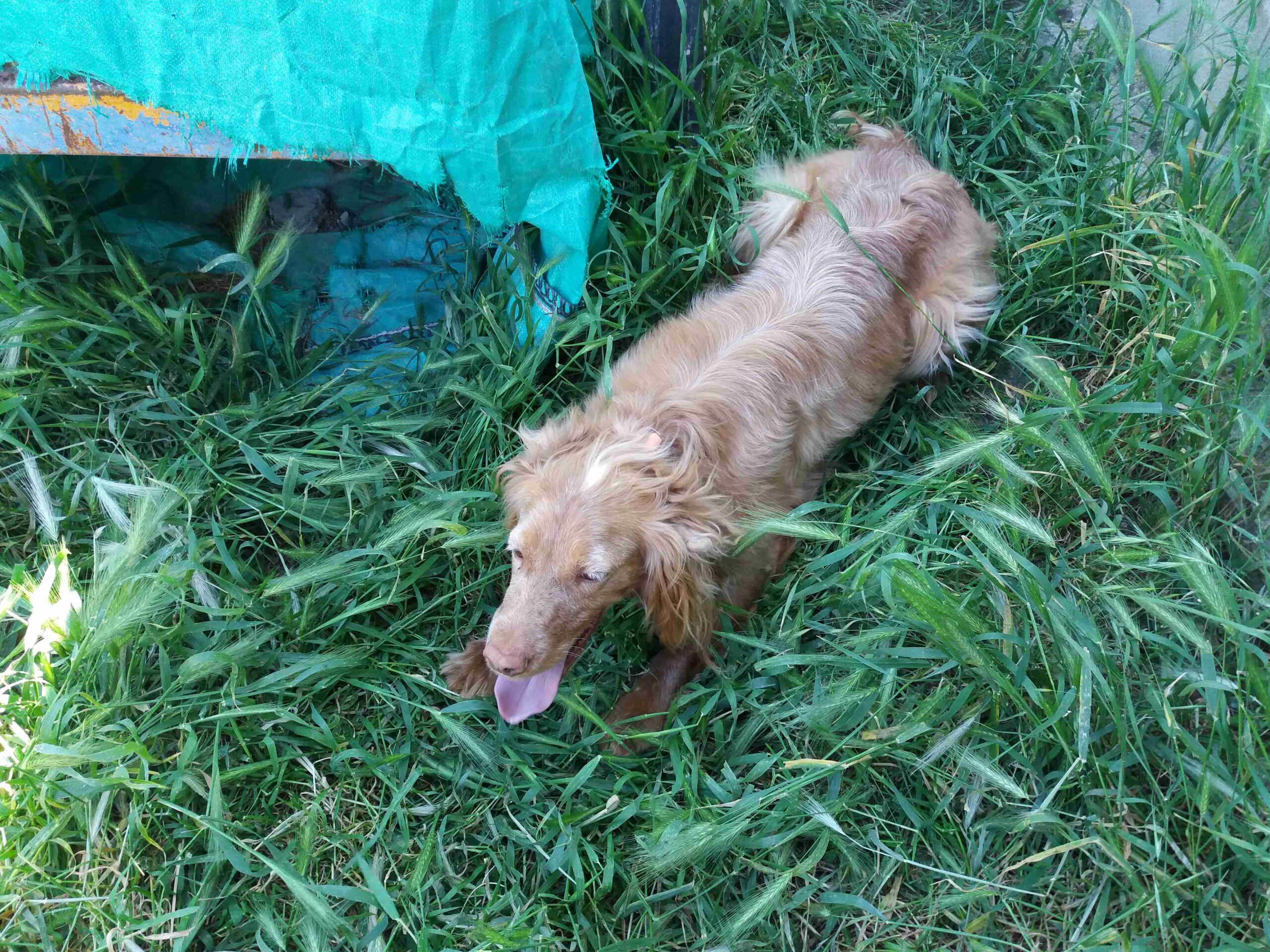 TARJETAS CAZA CON GALGO
