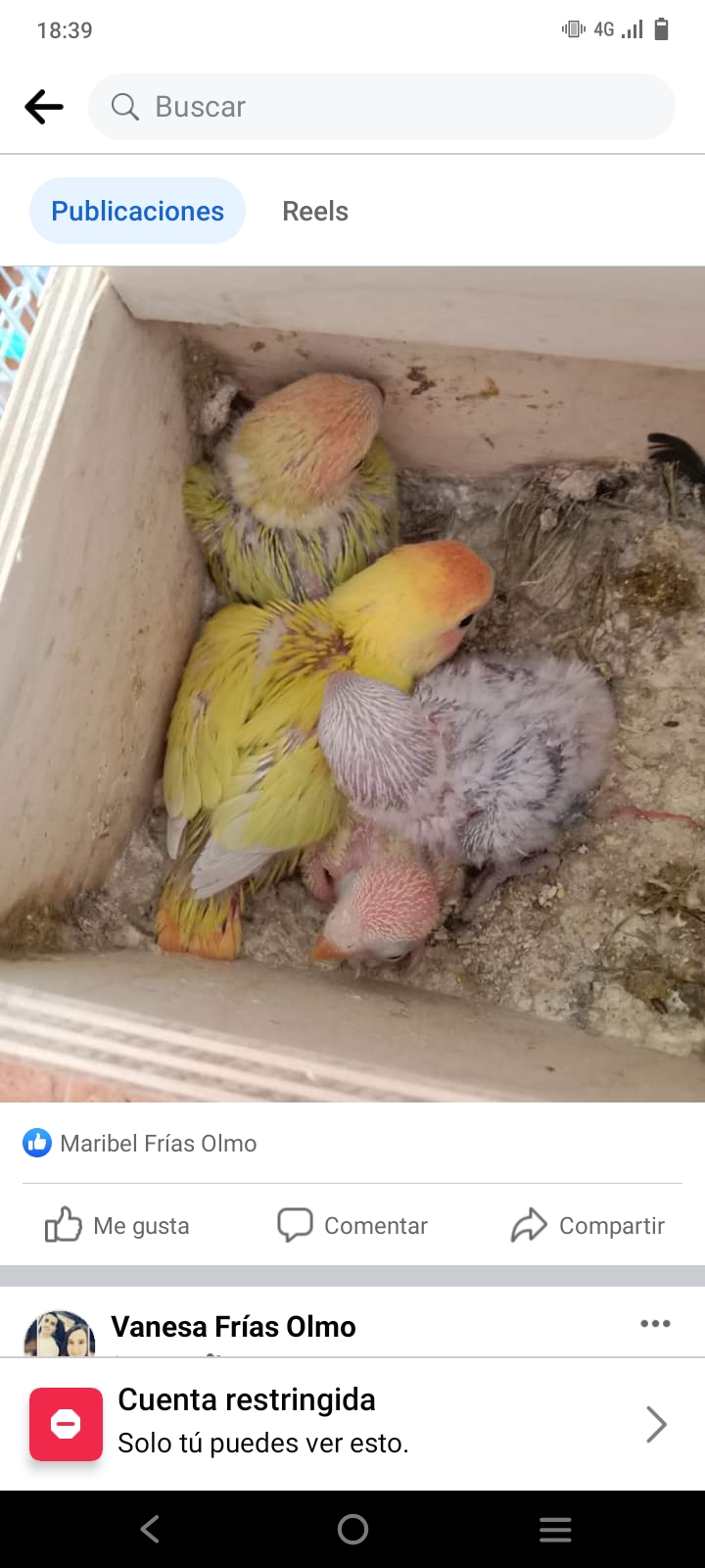 Agapornis papilleros