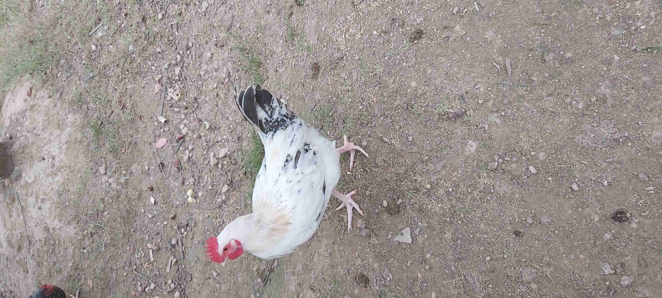 Gallinas camperas