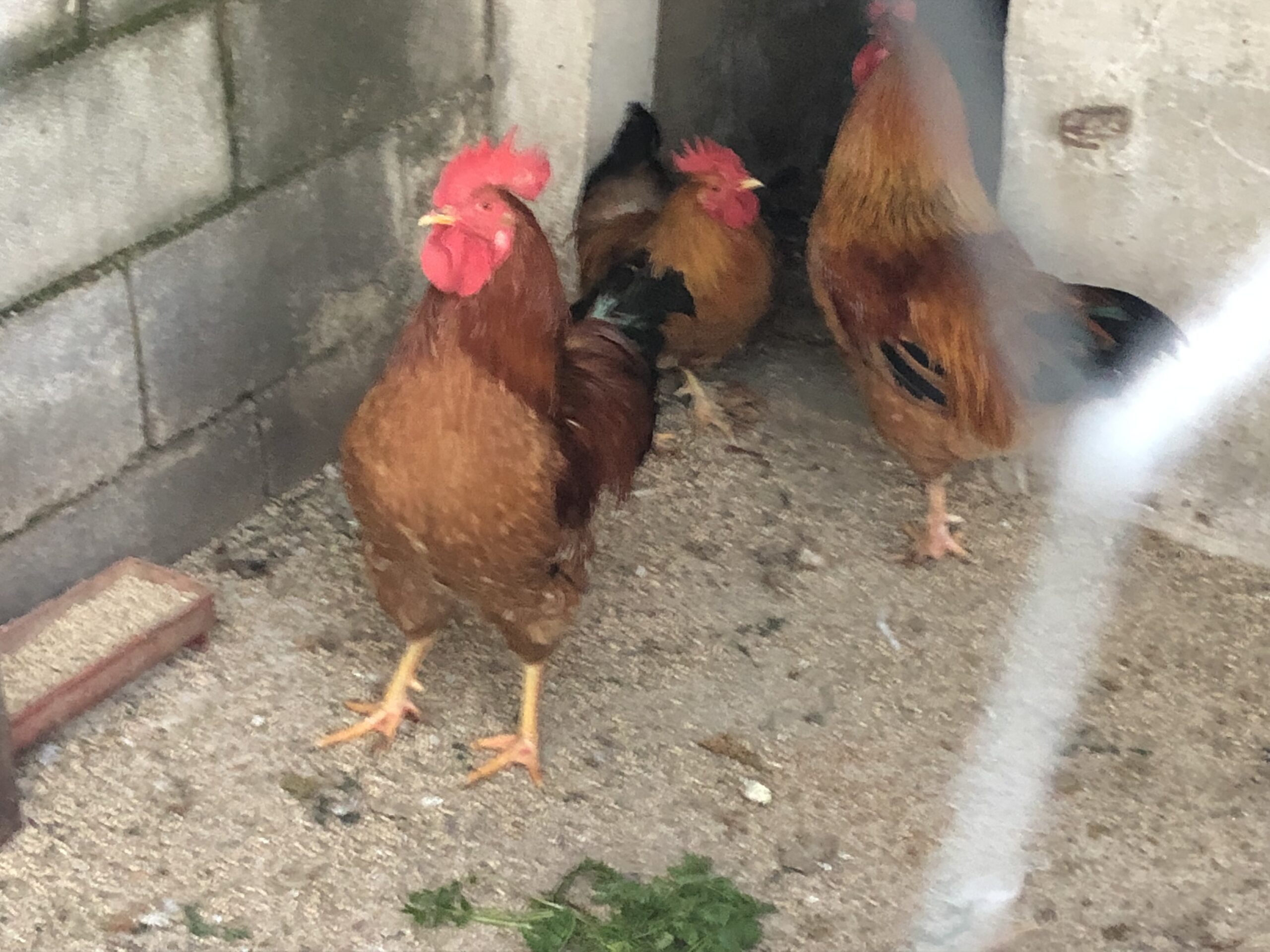 Se venden pollos de campo