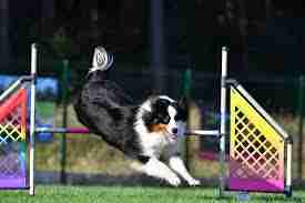 Adiestramiento canino