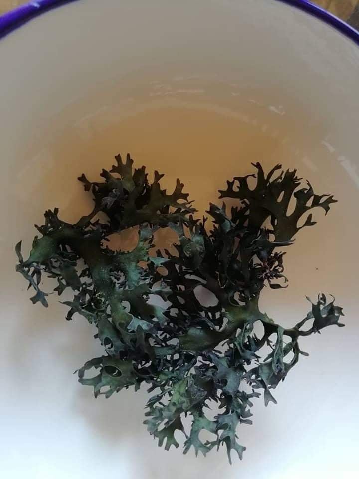 CHONDRUS CRISPUS SEA MOSS IRISH MOSS