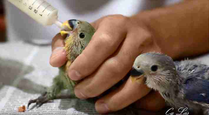 Agapornis papilleros y jovenes