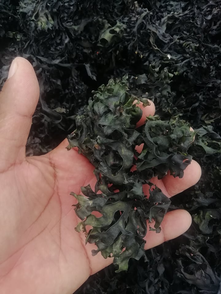 SEA MOSS CHONDRUS CRISPUS IRISH MOSS