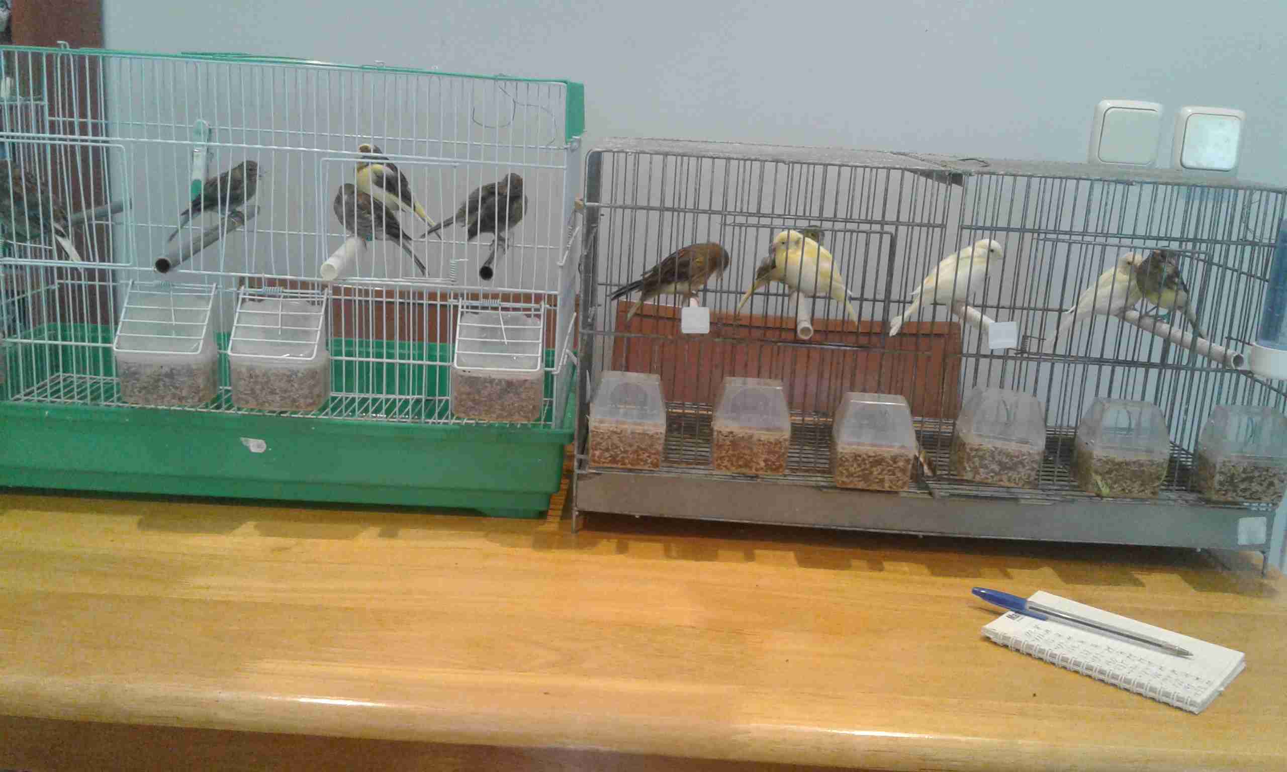 VENDO CANARI@S