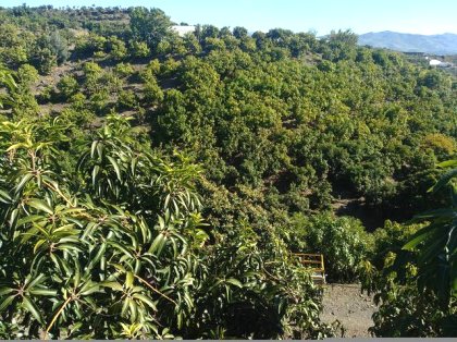 SE VENDE FINCA RUSTICA CON APERO EN MOTRIL