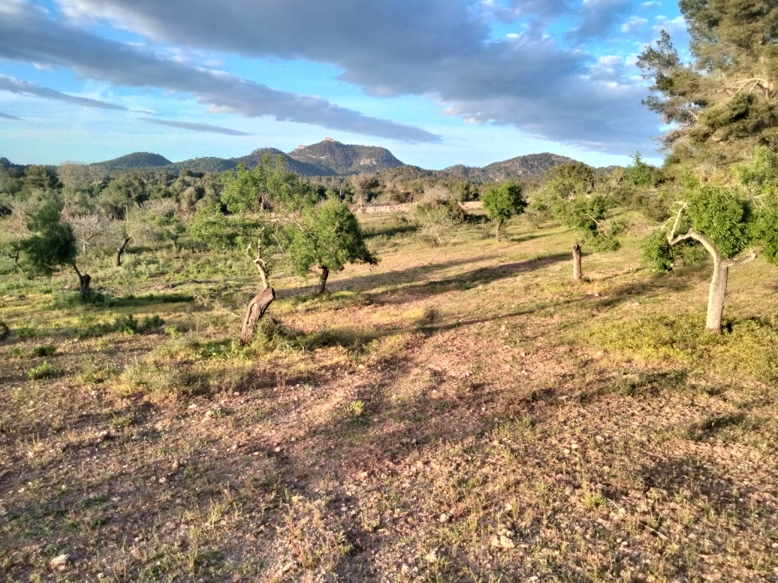 Rural building plot with project