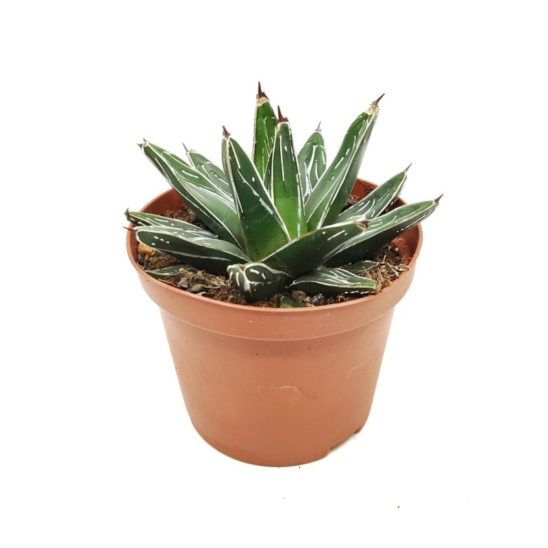 AGAVE VICTORIA REGINAE EN MACETA DE 13CM