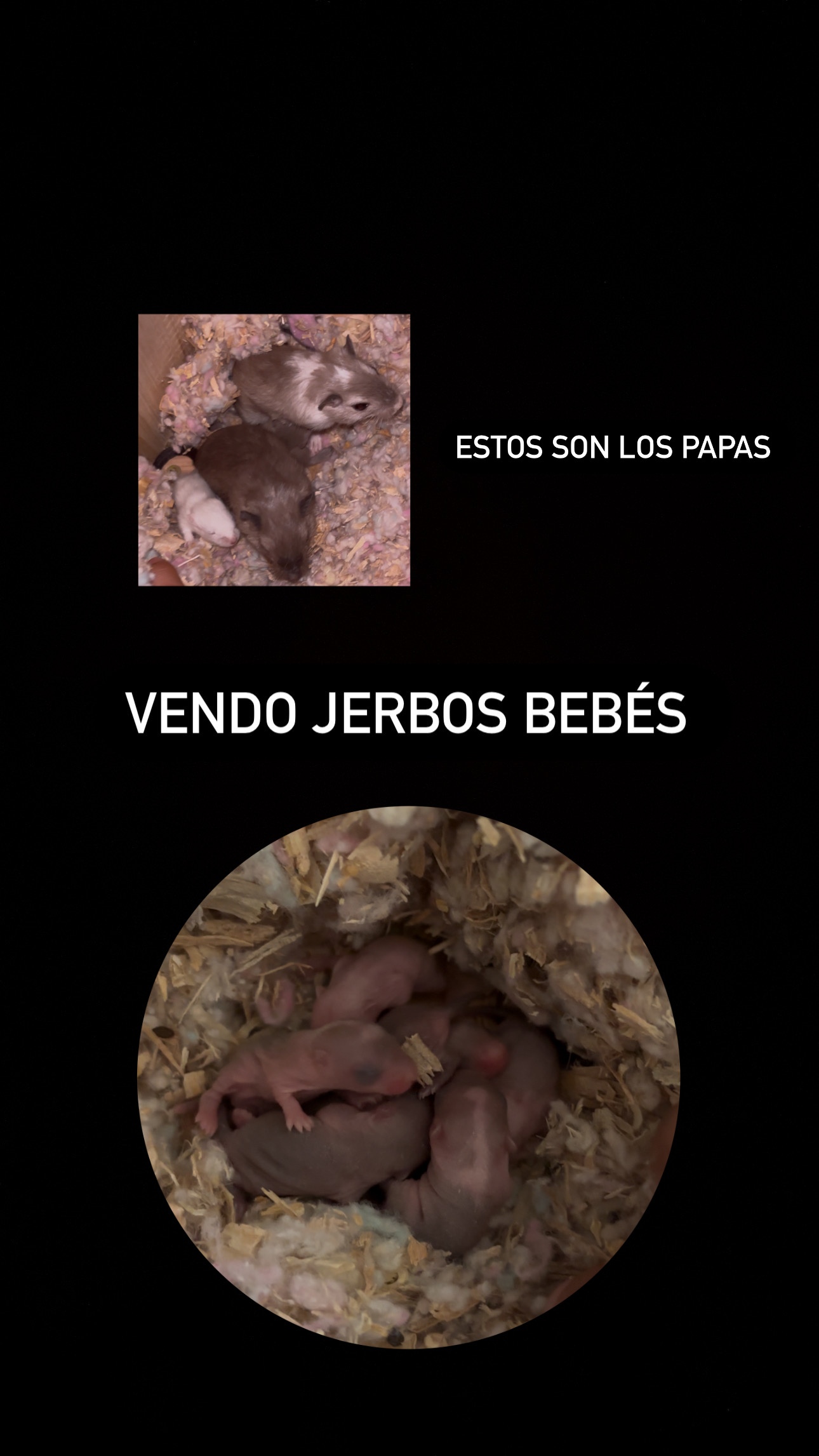 Jerbos bebés