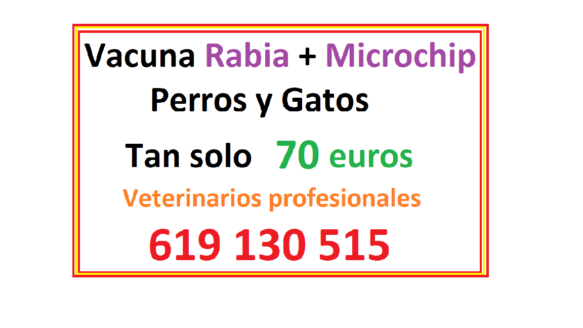OFERTA en CHIP + RABIA + PASAPORTE