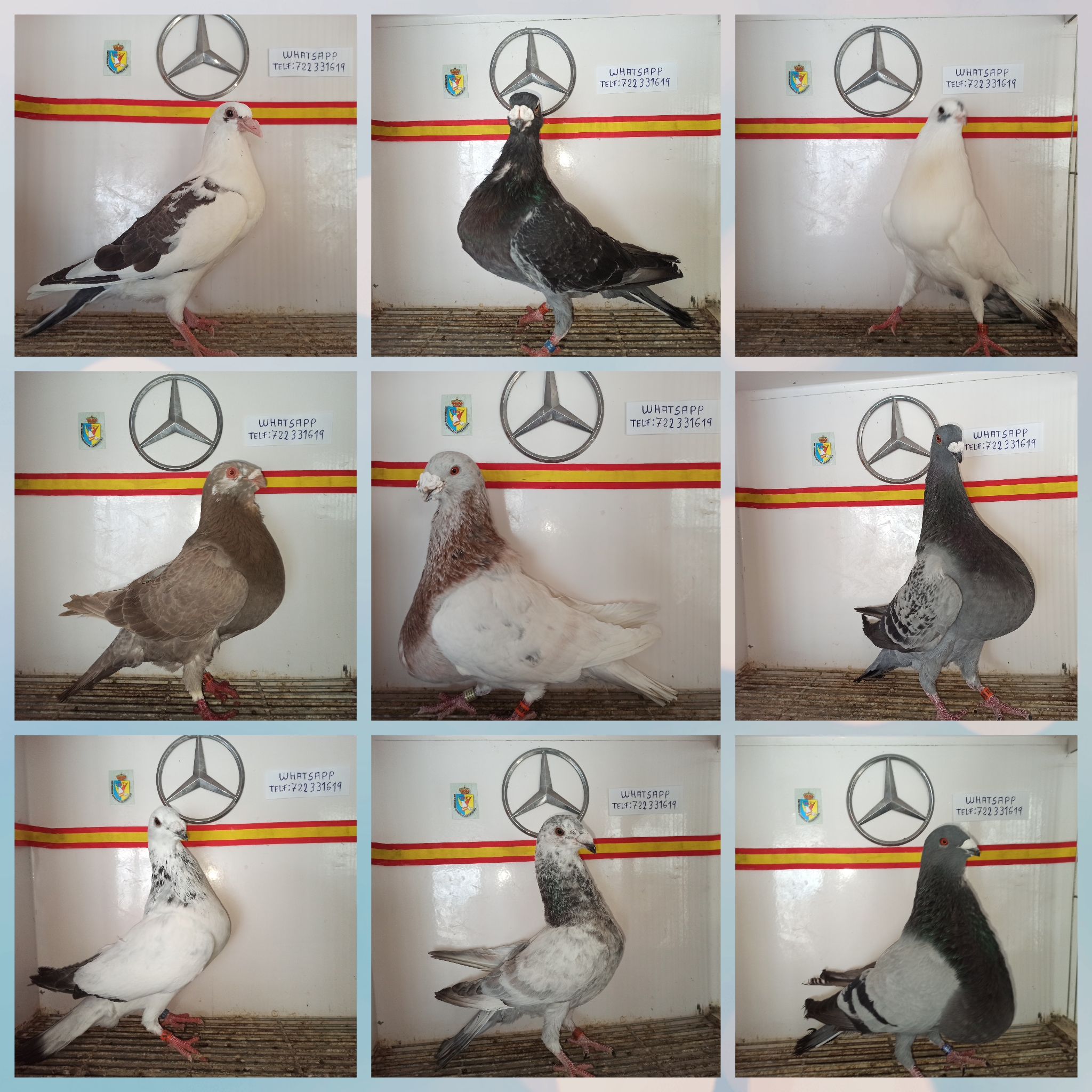 Palomas buchones