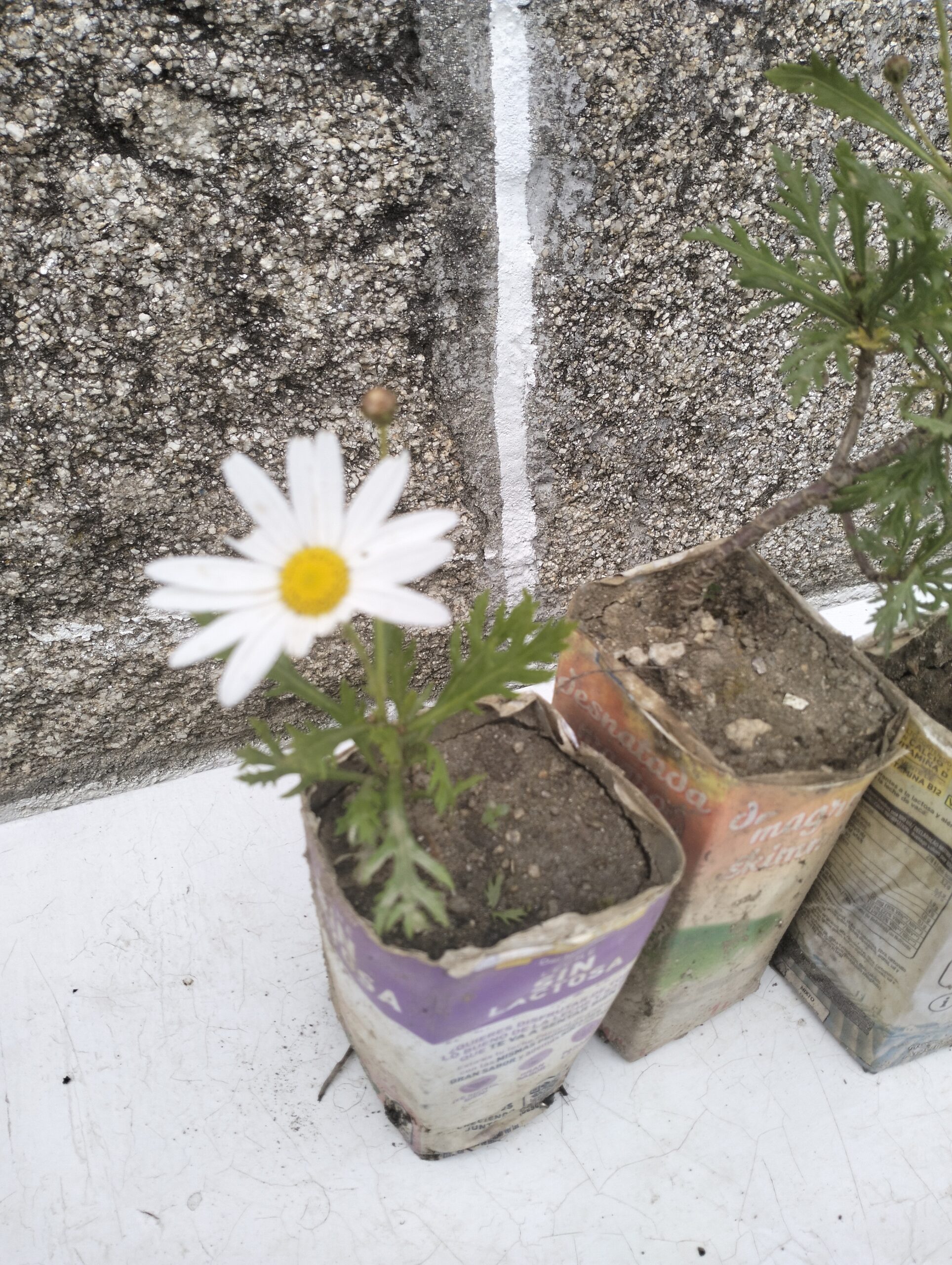 Plantas de Margaritas
