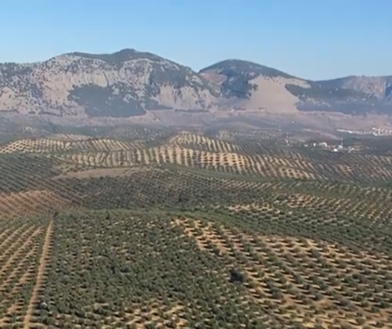 FINCAS RUSTICAS EN OLIVAR EN INTENSIVO  SUPERINTENSIVO ESPA