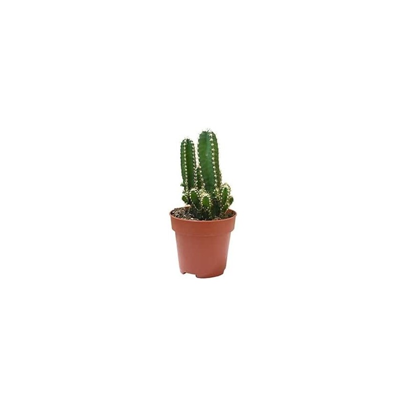 Pilosocereus Chrysosthele En Maceta De 13 Cm