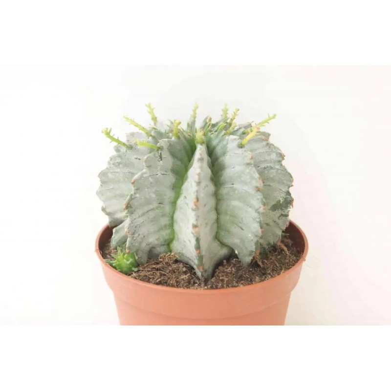 EUPHORBIA HORRIDA ALBA EN MACETA DE 13 CM