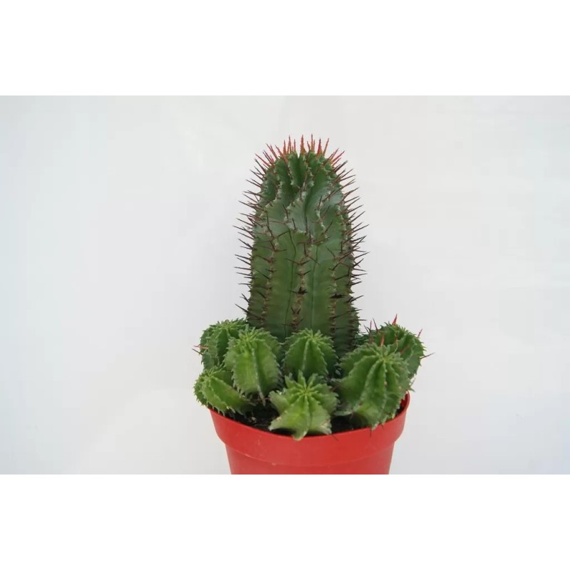 EUPHORBIA HORRIDA EN MACETA DE 13 CM