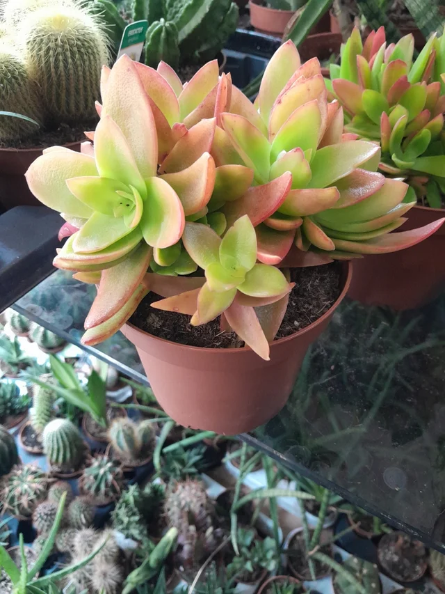 Crassula capitellla campfire en maceta de 13cm