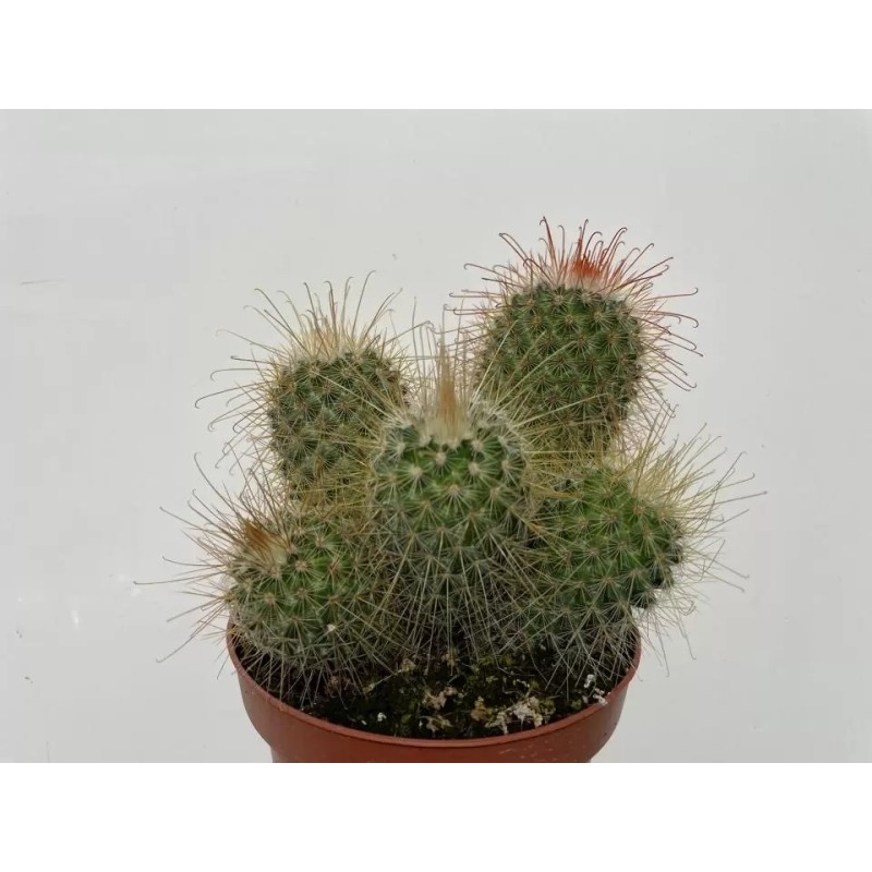 Mammillaria Magnifica en Maceta de 13 cm