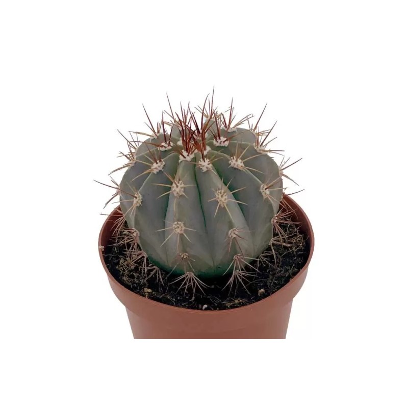 Melocactus Matanzanus En Maceta De 13 Cm