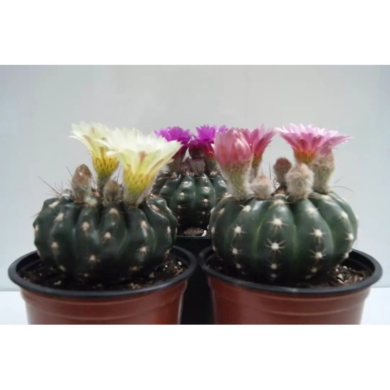 Notocactus Uebelmannianus en Maceta de 13 cm – Cactus de