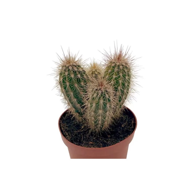 Pachycereus Pringlei en Maceta de 13 cm