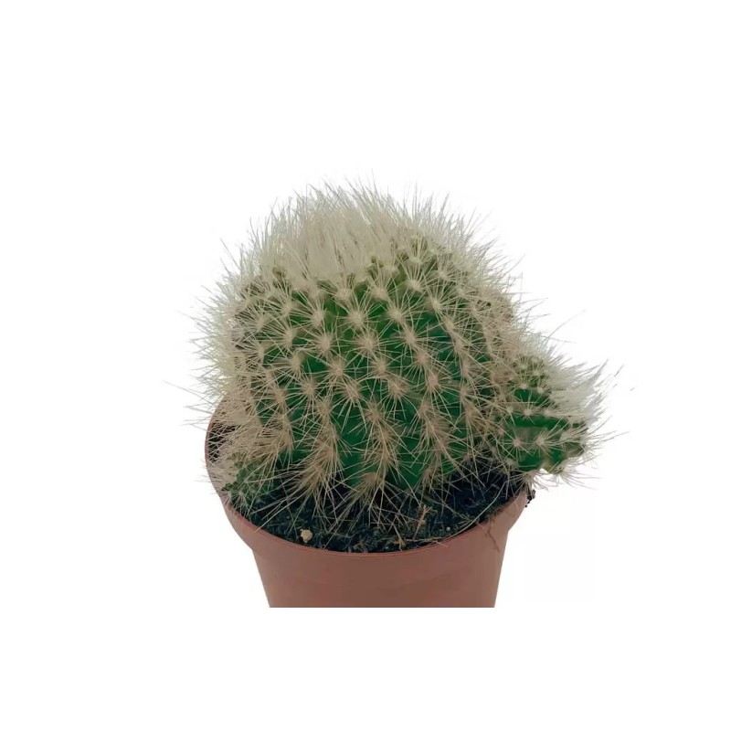Parodia Penicillata en Maceta de 13 cm – Cactus