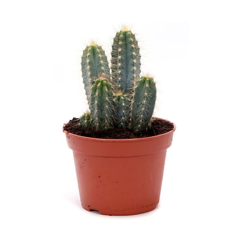 Pilosocereus Azureocereus En Maceta De 13cm